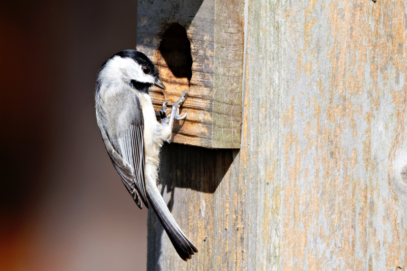 Carolina Chickadee Checking Birdhouse