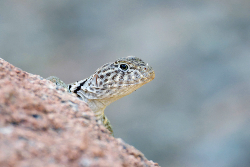 Collared Lizard At My Campsite