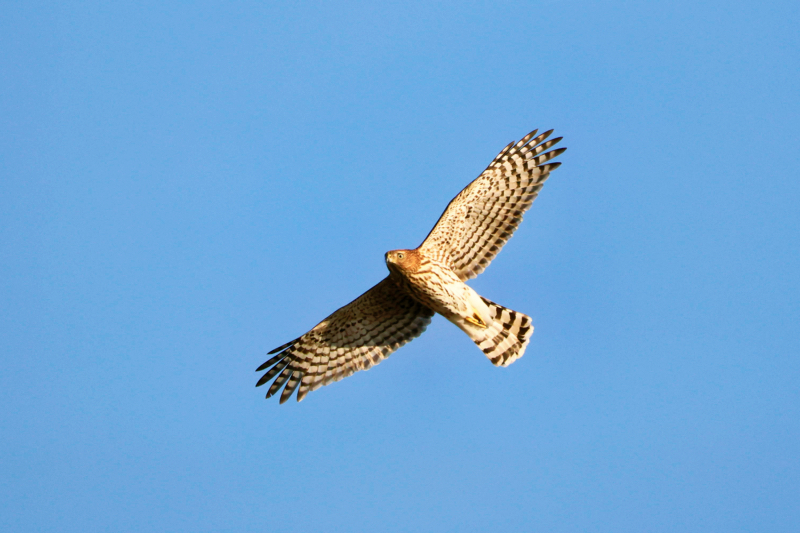 Cooper's Hawk At Black Mesa State Park in Oklahoma