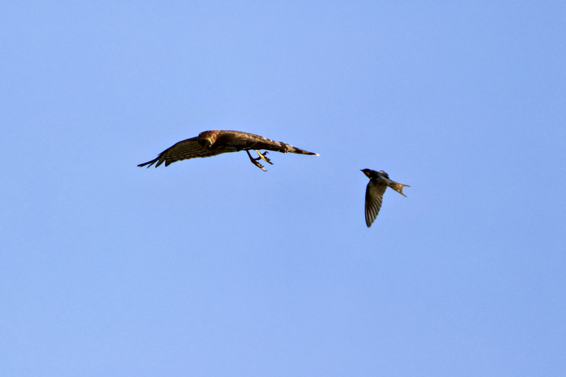 Coopers Hawk Being Attacked By A Barn Swallow