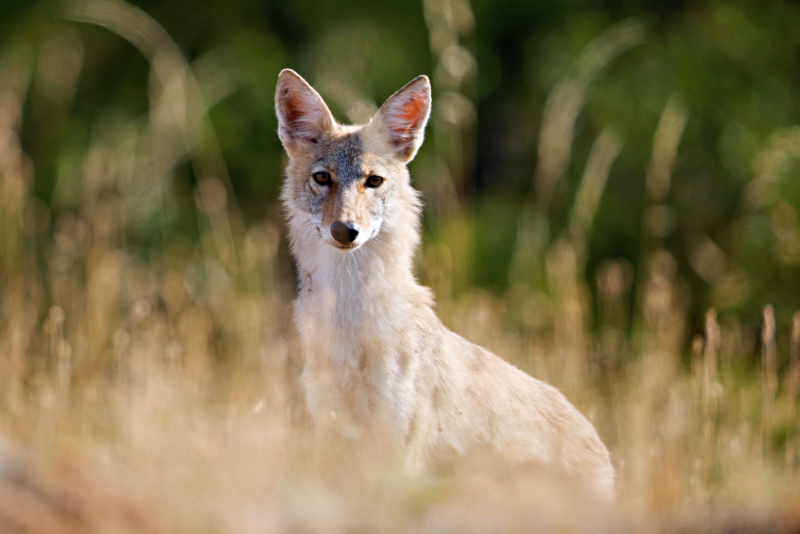 A Young Coyote Near Doris Campground