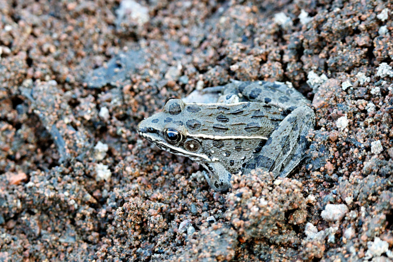 Frog At French Lake