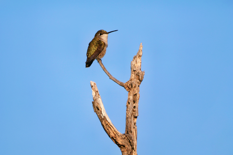 Hummingbird At Black Mesa State Park in Oklahoma