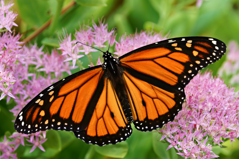 A Male Monarch Butterfly