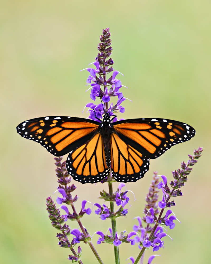 Monarch Butterfly On A Flower In My Yard