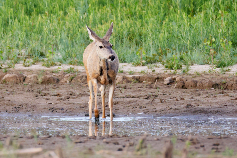 Mule Deer Doe Crossing The Water At Lake Carl Etling