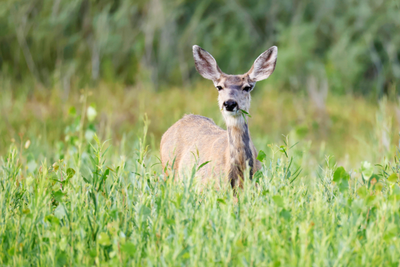 Mule Deer Doe Eating Near The Shore Of Lake Carl Etling