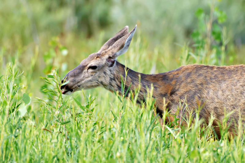 Mule Deer Doe browsing Near Lake Carl Etling