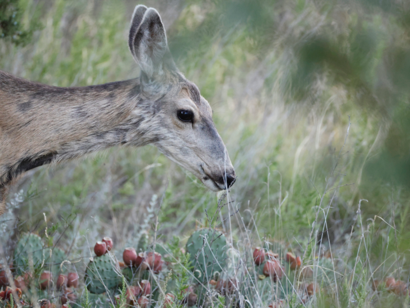 Mule Deer Reaching For The Fruit Of A Prickly Pear Cactus