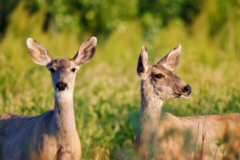 A Pair Of Mule Deer Doe At Black Mesa State Park