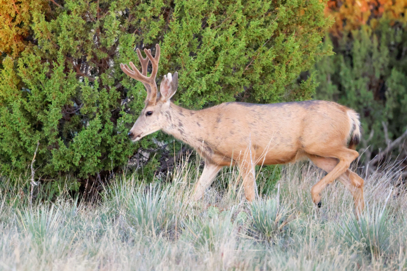 Mule Deer Buck Near Black Mesa State Park