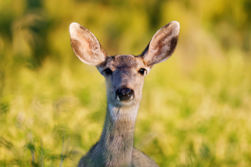 Mule Deer Doe Portrait At Black Mesa State Park