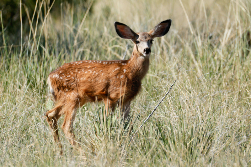 Mule Deer Fawn Close To Black Mesa State Park