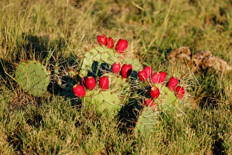 Prickly Pear Cactus At Black Mesa State Park In Oklahoma