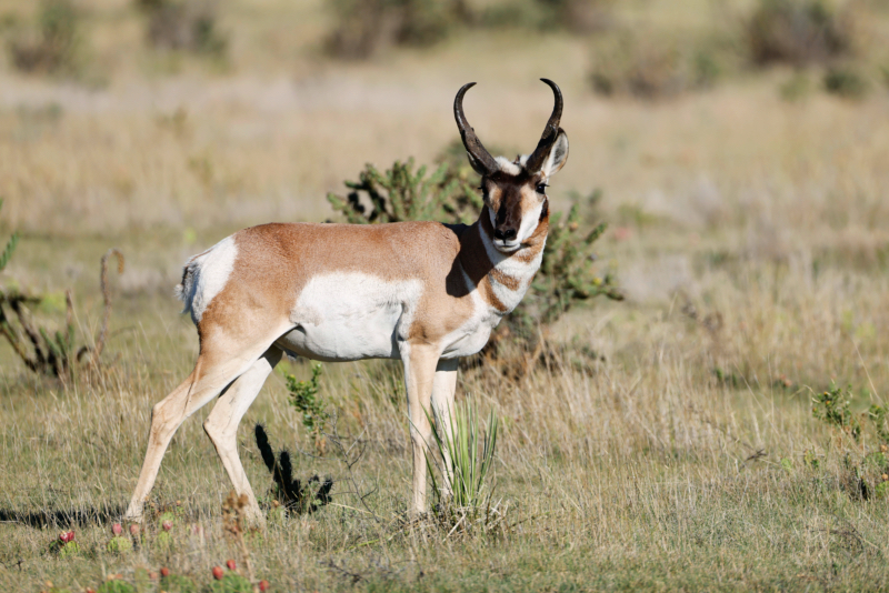 Pronghorn South Of Black Mesa State Park