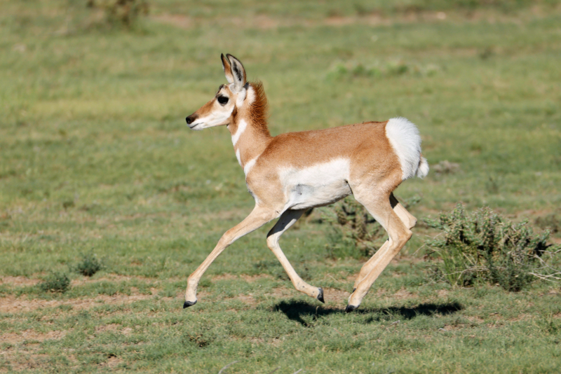 A Young Pronghorn Running Near Black Mesa State Park