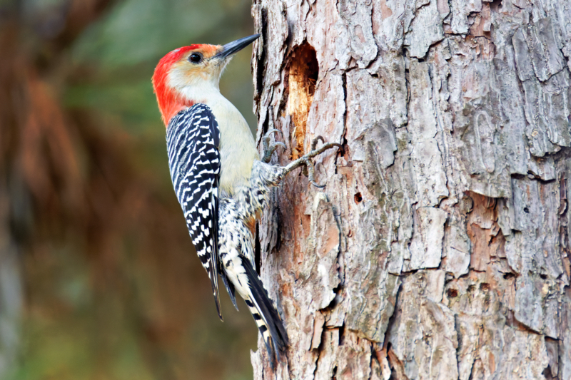 Red-bellied Woodpecker Pecking On Hole