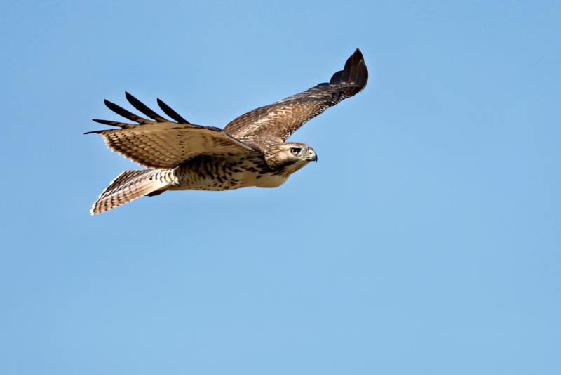 Red-tailed Hawk Flying Over The Archaeological Canyon Rock Garden Loop Trail