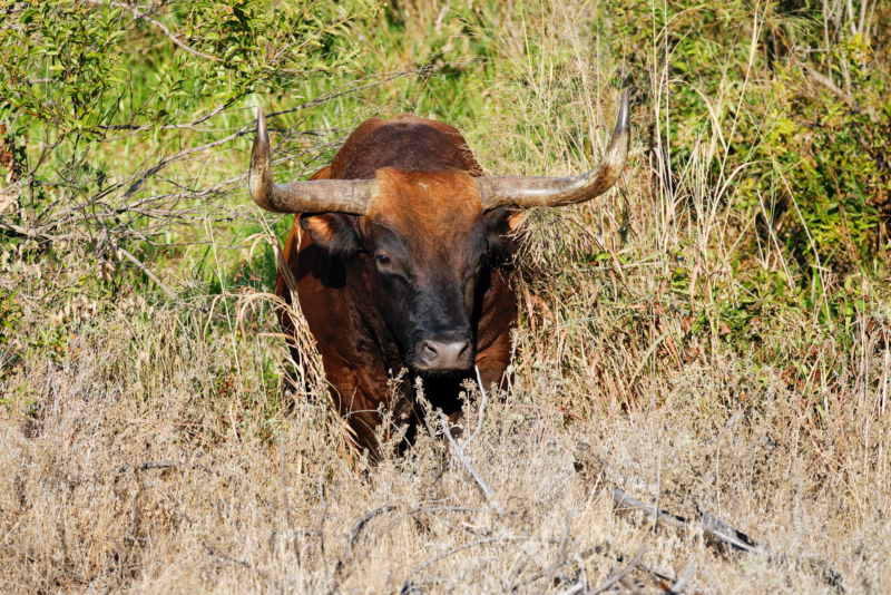 Texas Longhorn Coming Through The Brush