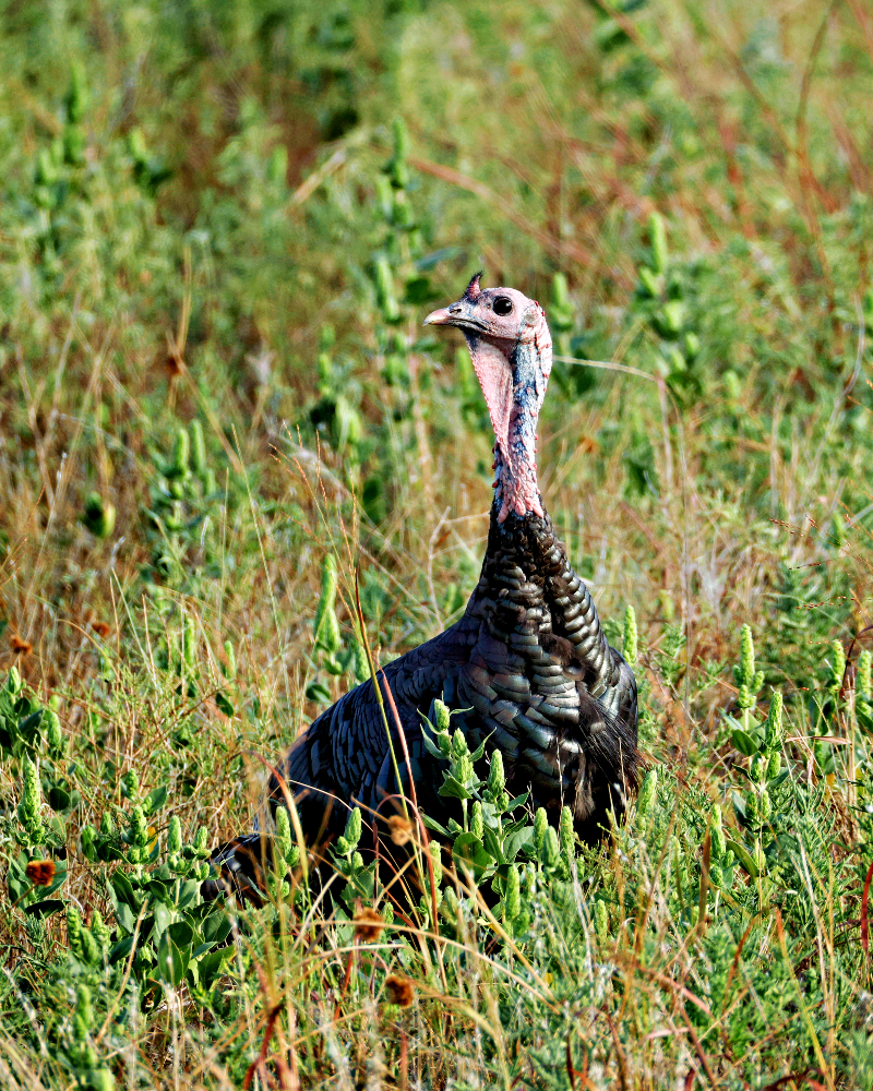 Tom Turkey Crossing A Field Alone