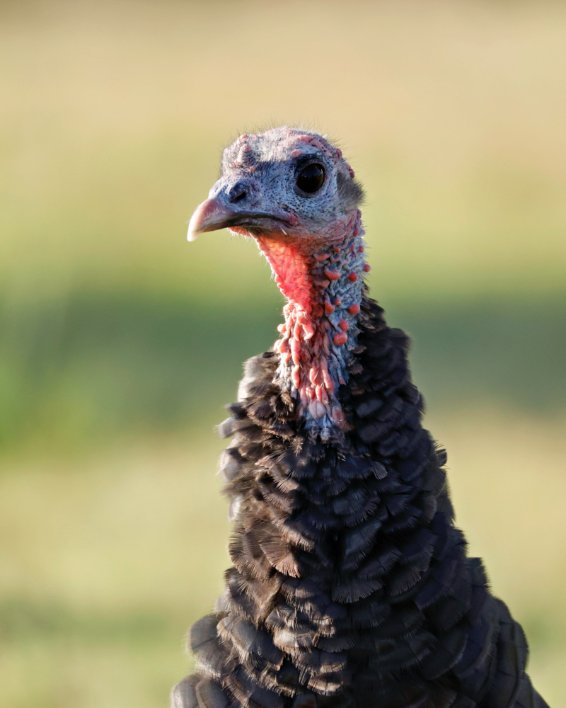 A Portrait Of A Turkey At Black Mesa State Park