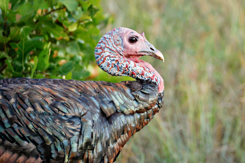 Wild Turkey At Doris Campground