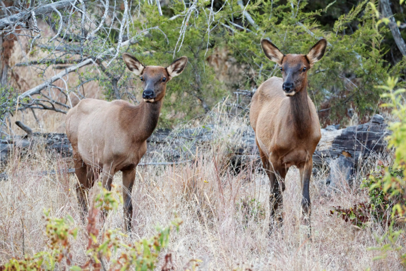 Two Elk Cows At The Wichita Mountains Wildlife Refuge