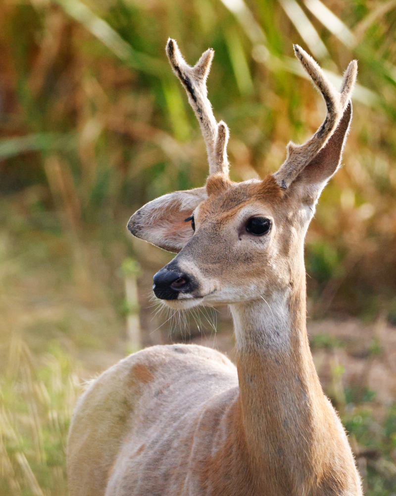 White-tailed Buck With Broke Ear