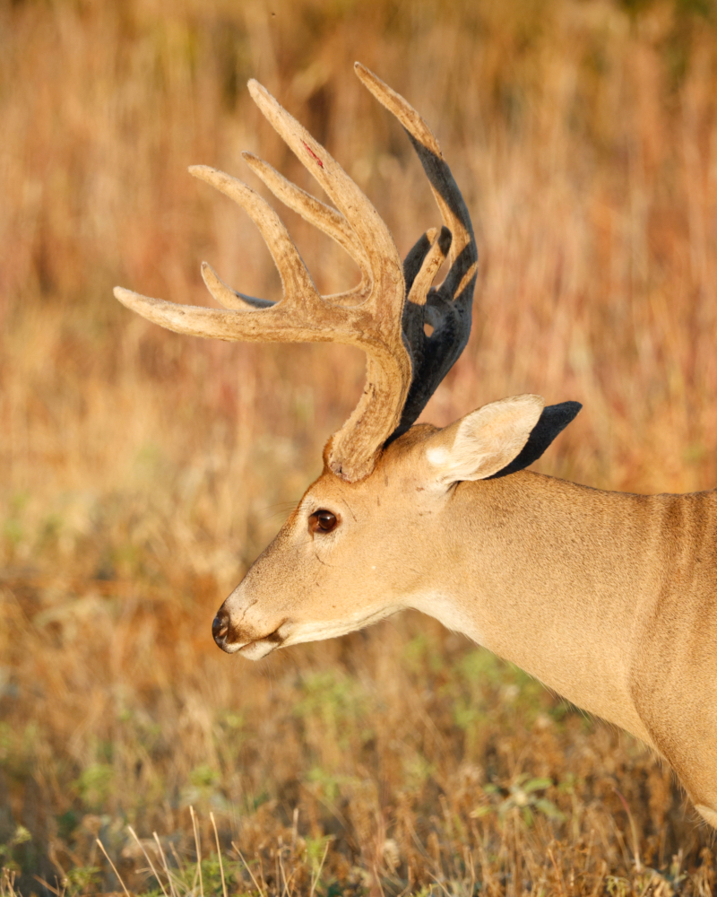 A White-tailed Buck Near Doris Campground With Velvet On Its Antlers