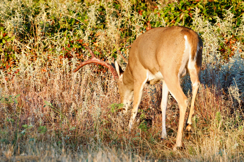 A White-tailed Buck With Blood On Its Antlers