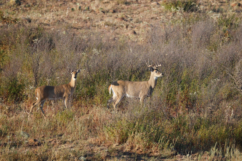 White-tailed Doe and Buck at Wichita Mountains Wildlife Refuge