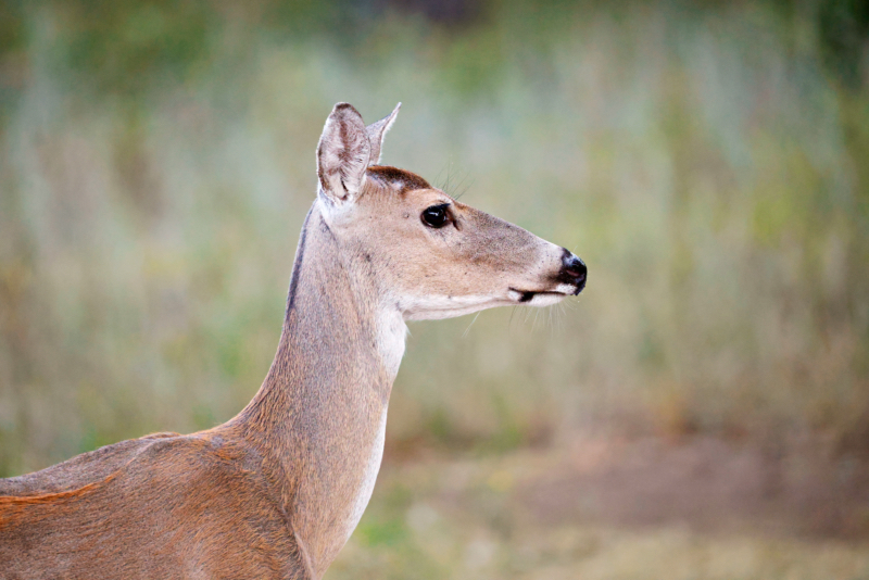 A Side View Of A White-tailed Doe At Wichita Mountains Wildlife Refuge