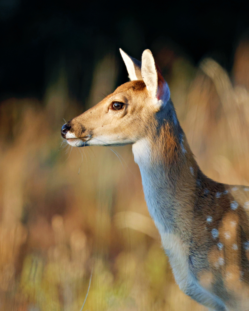 A White-tailed Fawn That Was Near Bucks