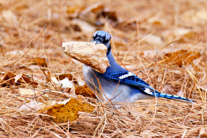 Blue Jay Caching Food Among Fall Leaves