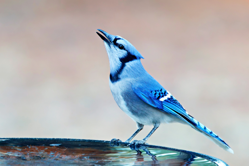 Blue Jay Quenching Its Thirst