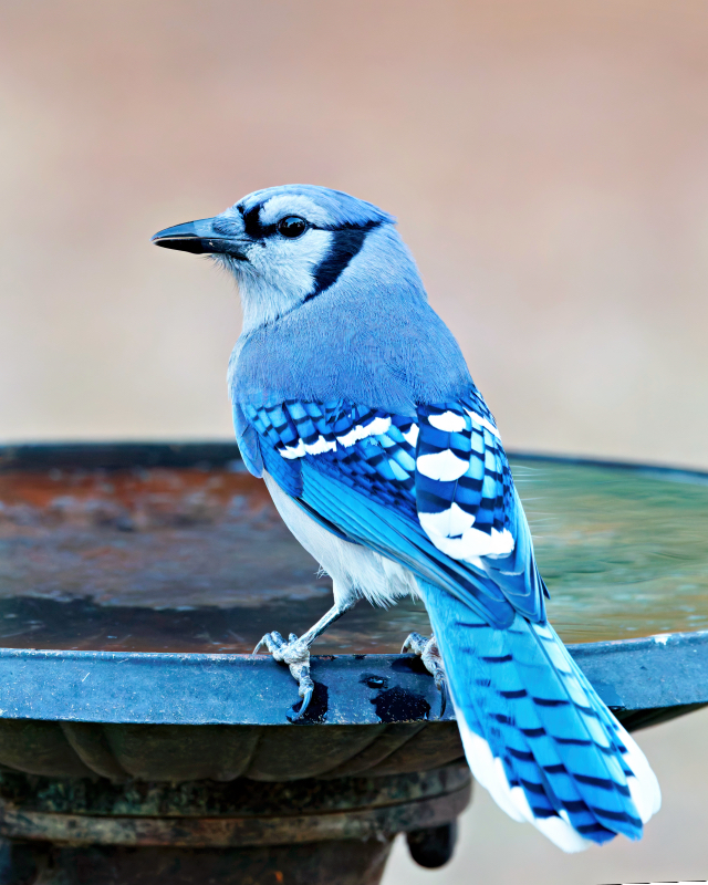 Blue Jay Perched at the Birdbath