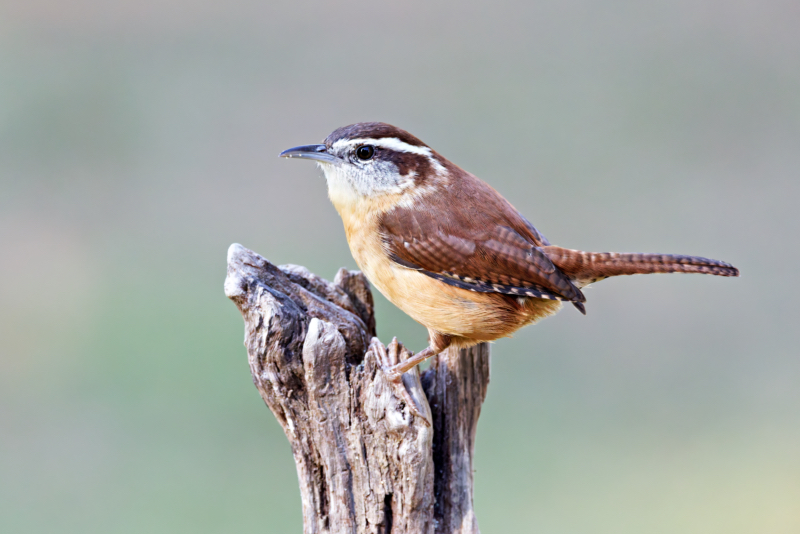 Carolina Wren Hanging Around My Yard