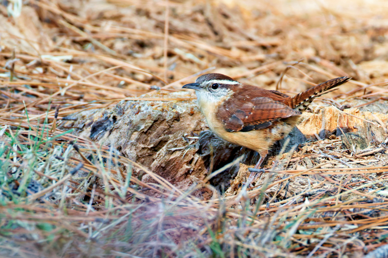 Carolina Wren Inspecting the Stump