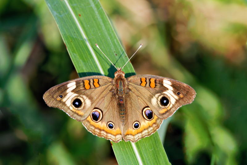 Common Buckeye Butterfly On A Blade Of Johnson Grass