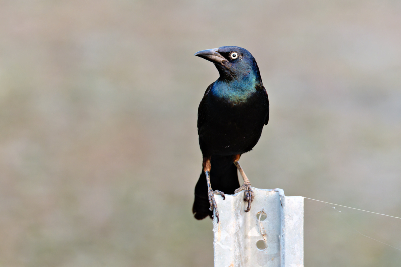 Common Grackle Perched at Miner’s Cove