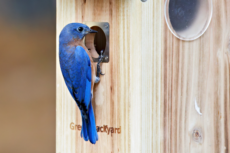 Eastern Bluebird’s Inspection Begins