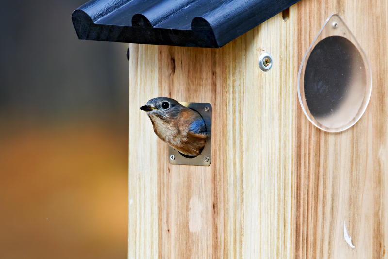 Peek Inside the Birdhouse