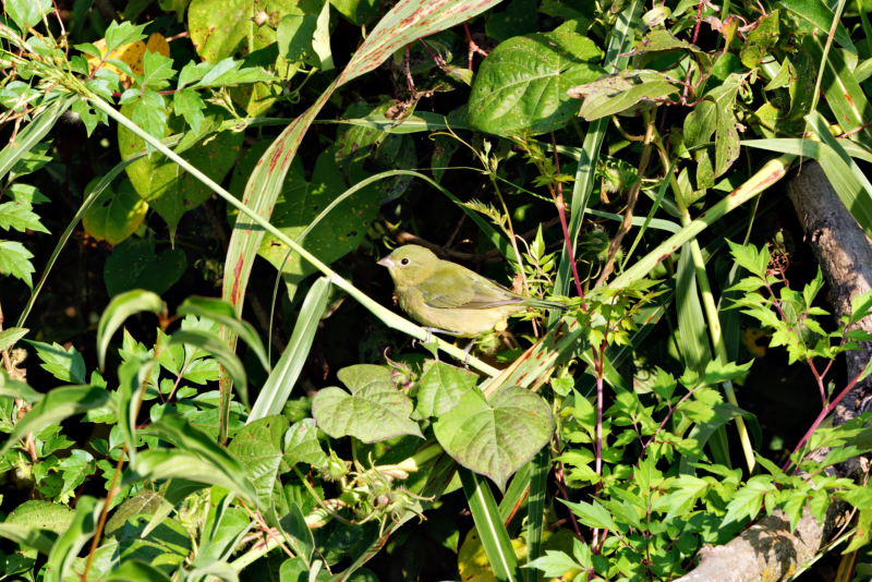 Female Or Immature Painted Bunting