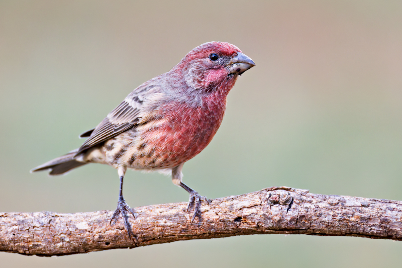 Vibrant Visitor: Male House Finch Near Backyard Feeder