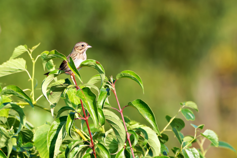 Lincoln's Sparrow On Top Of A Bush