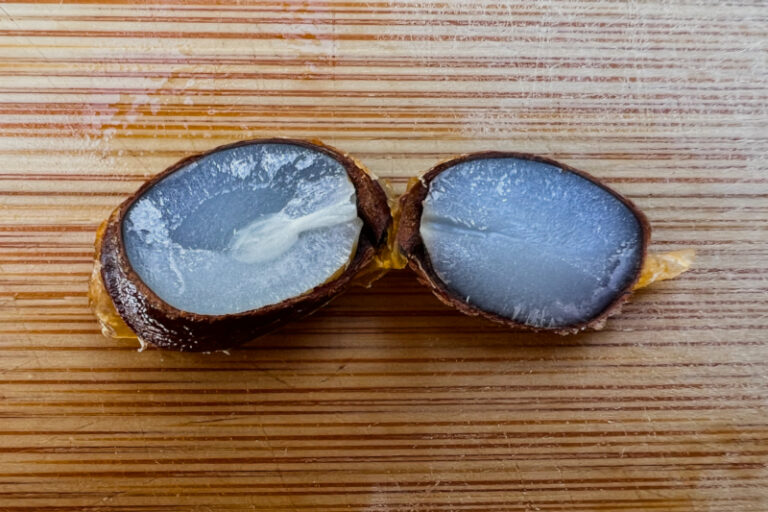 Will We See Snow? 2024 Persimmon Seed Forecast for Arkansas