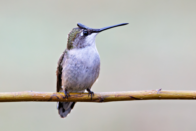 A Ruby-throated Hummingbird With Something Wrong With Its Head Feathers