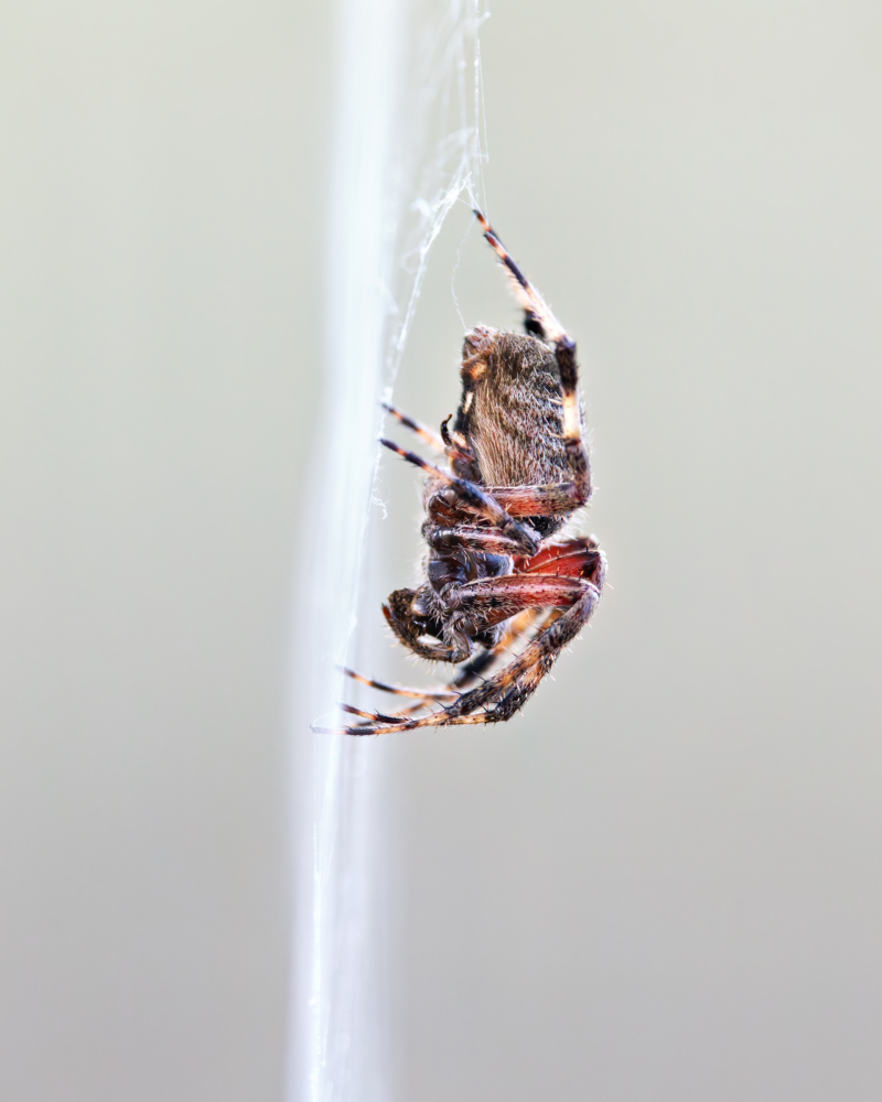 Spotted Orb Weaver Side View