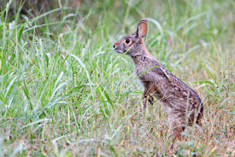 Swamp Rabbit Standing Upright On Its Hind Legs