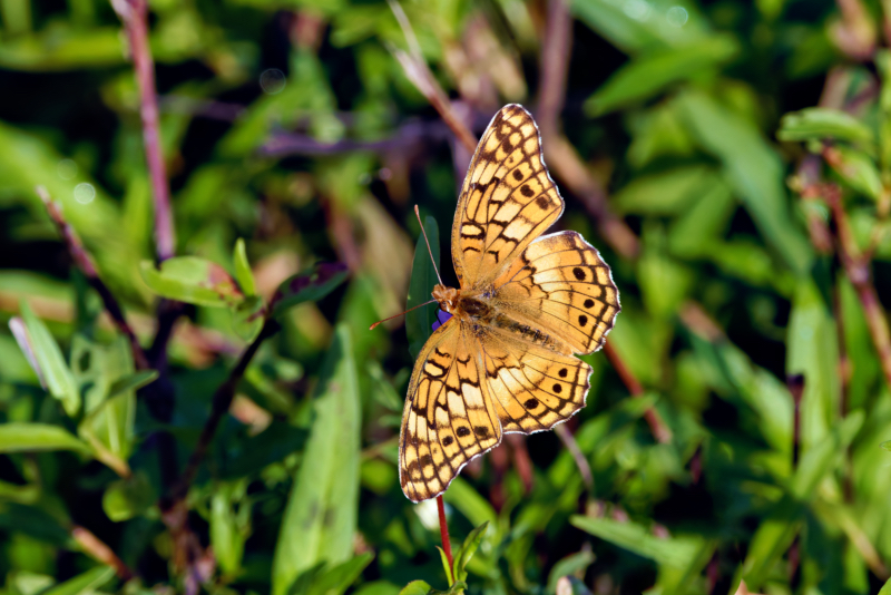 Variegated Fritillary Butterfly